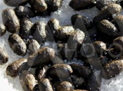 contribution politique créative