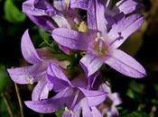 Campanule agglomérée (Campanula glomerata)