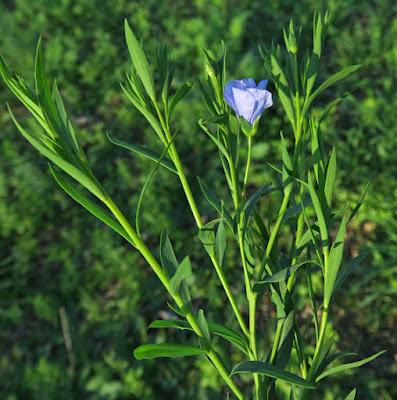 Lin cultivé (Linum usitatissimum)