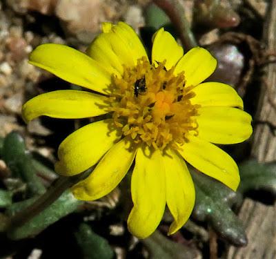 Séneçon à feuilles grasses (Senecio transiens)