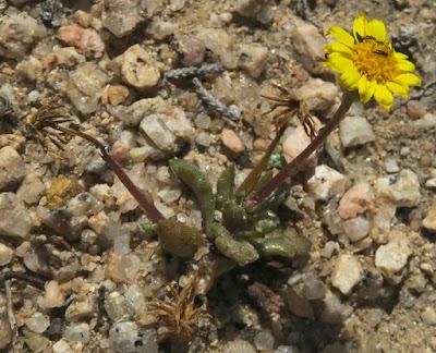 Séneçon à feuilles grasses (Senecio transiens)