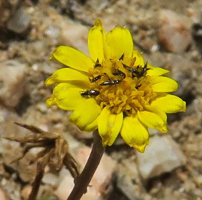 Séneçon à feuilles grasses (Senecio transiens)