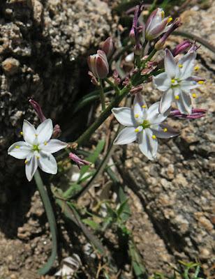 Phalangère à feuilles planes (Simethis mattiazzii)