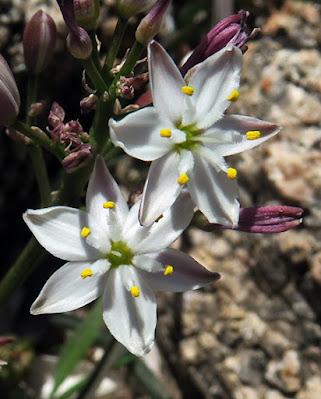 Phalangère à feuilles planes (Simethis mattiazzii)