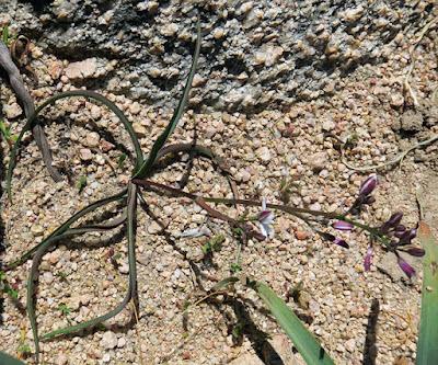 Phalangère à feuilles planes (Simethis mattiazzii)