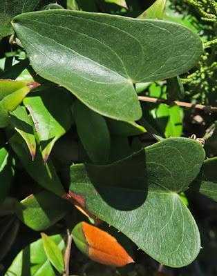 Salsepareille (Smilax aspera) Salsepareille (Smilax aspera)