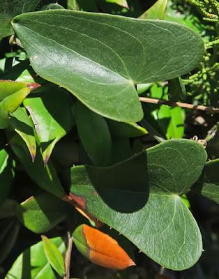 Salsepareille (Smilax aspera)