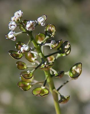 Téesdélie corne de cerf (Teesdalia coronopifolia)