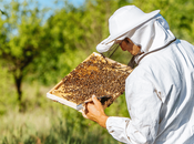 Comment bien lancer dans l’élevage reines abeilles
