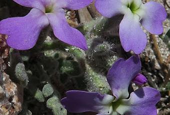 Matthiole à fruit à trois cornes (Matthiola tricuspidata) | À Voir