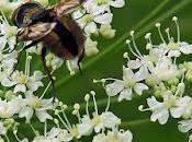 Laser larges feuilles (Laserpitium latifolium)