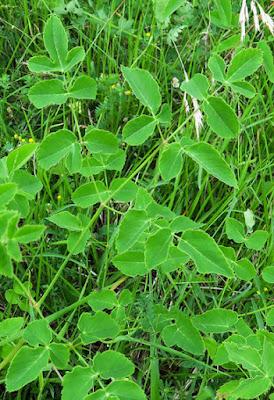 Laser à larges feuilles (Laserpitium latifolium)