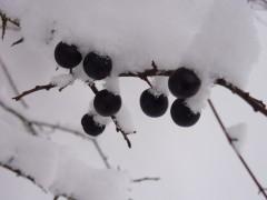 noël,saint-sylvestre,lierre,houx,gui,hellébore noir,épine noire,fusain,herbier,christian cottet-emard,poésie,botanique,prunelle,bélosses,blog littéraire de christian cottet-emard