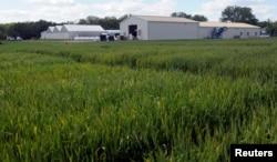 Des parcelles d'essai de blé hybride sont cultivées dans la ferme de recherche de la société de biotechnologie Syngenta près de Junction City, Kansas, États-Unis, le 4 mai 2017. ( REUTERS/Dave Kaup)