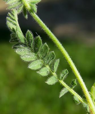 Ornithope comprimé (Ornithopus compressus) Ornithope comprimé (Ornithopus compressus)