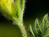 Ornithope comprimé (Ornithopus compressus)