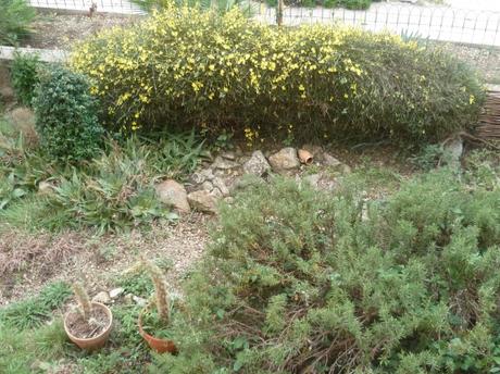 jardin,jardinage,plantes,arbuste,rocaille,hiver,jasmin d'hiver