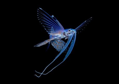 Les incroyables clichés de larves de poissons par Steven Kovacs