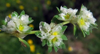 Paronyque argentée (Paronychia argentea)