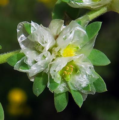 Paronyque argentée (Paronychia argentea)