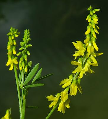 Mélilot officinal (Trigonella officinalis)