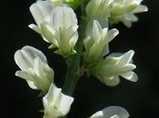 Mélilot blanc (Trigonella alba)