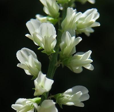 Mélilot blanc (Trigonella alba)