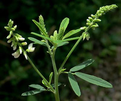 Mélilot blanc (Trigonella alba) Mélilot blanc (Trigonella alba)