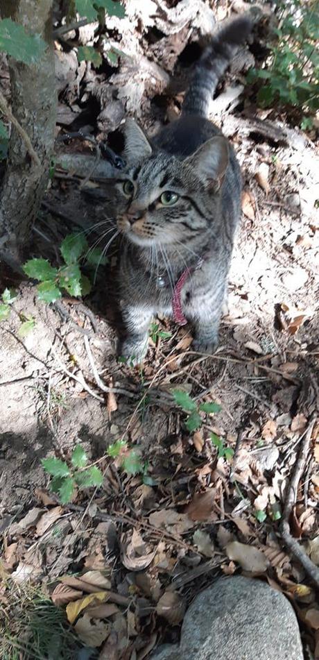 La France - La Corse 