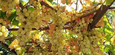 La France - La Corse 