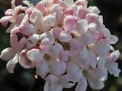 Viorne d'hiver (Viburnum farreri)