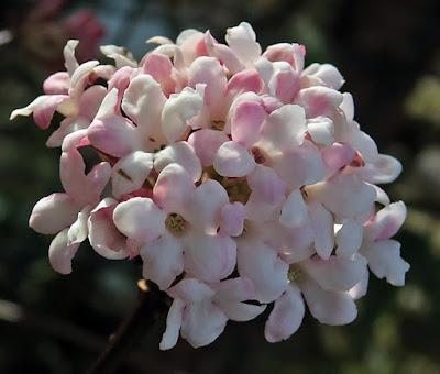 Viorne d'hiver (Viburnum farreri)