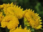 Tanaisie vulgaire (Tanacetum vulgare)