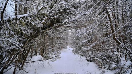 Nos sentiers ont subit des dommages après la tempête du 23-24 décembre 2022. Voici quelques exemples…