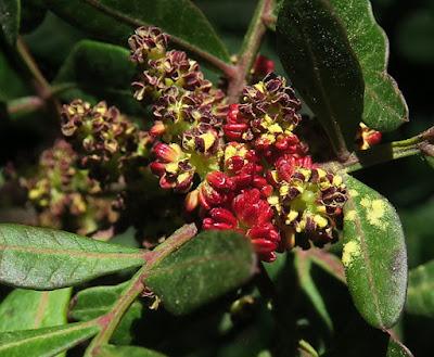 Pistachier lentisque (Pistacia lentiscus)