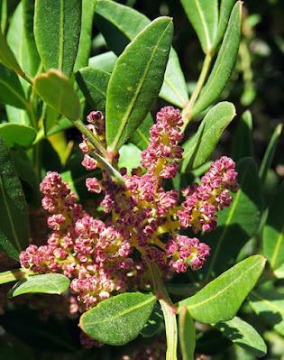 Pistachier lentisque (Pistacia lentiscus)