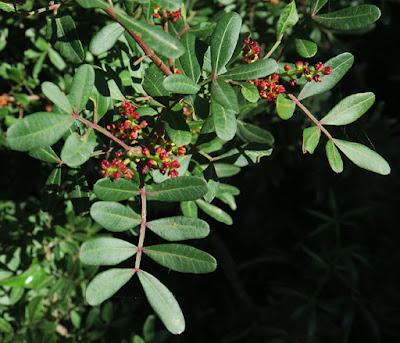 Pistachier lentisque (Pistacia lentiscus)