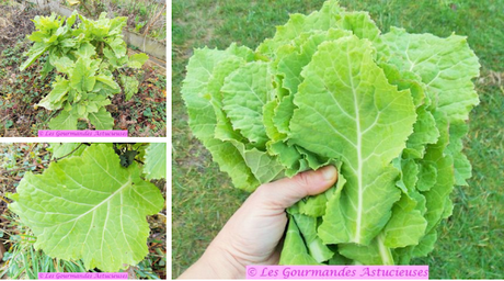 Chou mariné aux lentilles (Vegan)