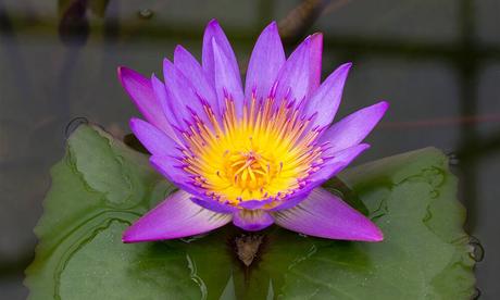 Fleur De Lotus : Signification, Origine & Symbolique