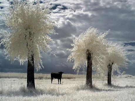 Divers - Le Mois du blanc....