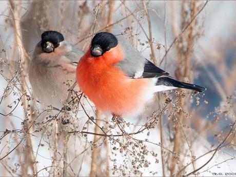 Divers - Le Mois du blanc....