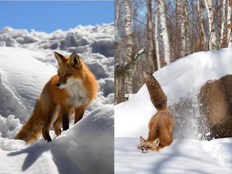 Divers - Le Mois du blanc....