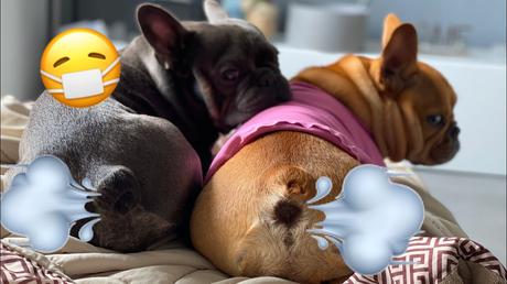 Le Pet du Vieux Chien