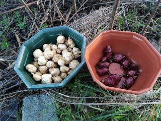 Un légume sous estimé, le topinambour et son cousin l'hélianthis (vidéo)