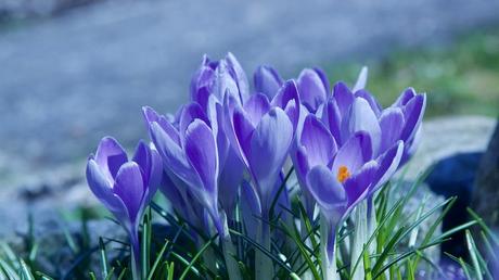 Quelles sont les fleurs pour attirer les abeilles dans votre jardin ? 1 Crocus bleuté