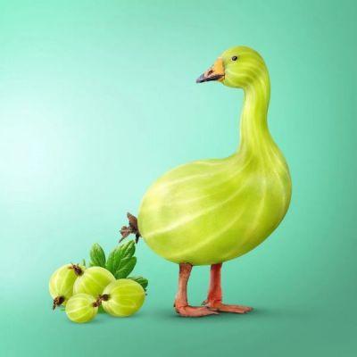 Animaux surréalistes par Ingo Lindmeier Animaux surréalistes par Ingo Lindmeier