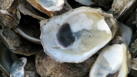 Lendemain de fêtes de fin d’année & recyclage ! © (Photo Pixabay)