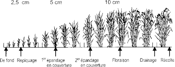 La Chine - Implantation du riz