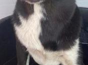 Fortunata chiot Mastine pleine douceur adopter chez chiens galgos