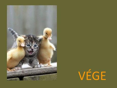 Divers - un peu de douceur sur cette planète